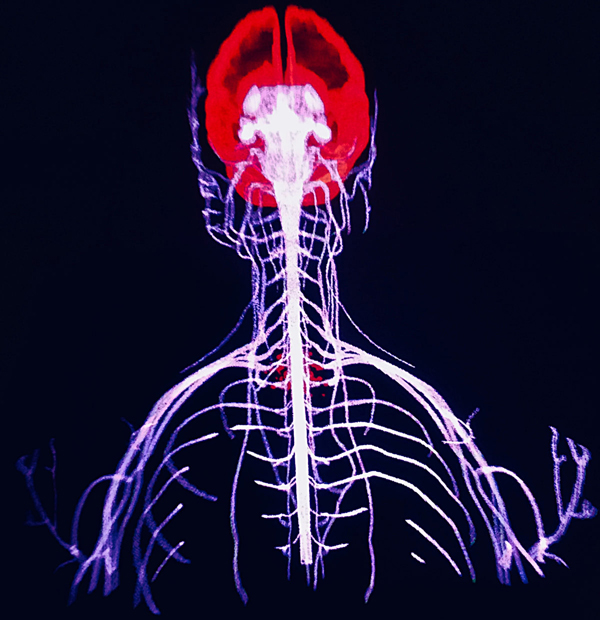 Skeleton