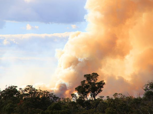 Smoke plumes above native bushland