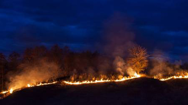 Fire burning in bushland